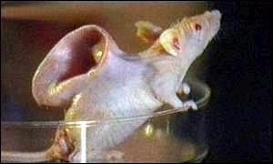 A mouse with a human ear growing off of its back